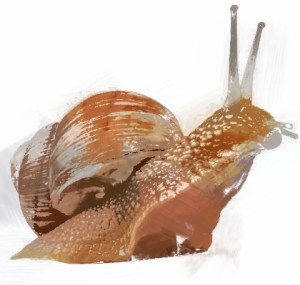 snail