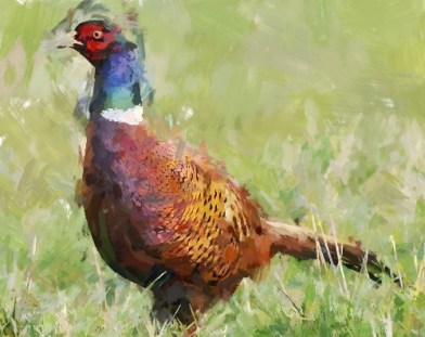 pheasant_FotoSketcher
